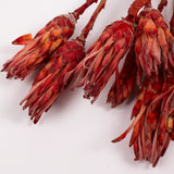 Protea Compacta, Red, Bunch of 10