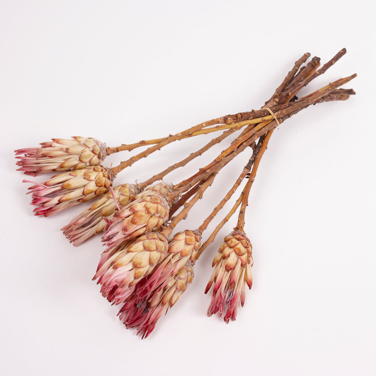 Protea Compacta, Natural Pink, Bunch of 10