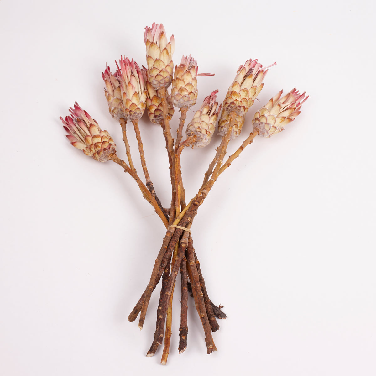 Protea Compacta, Natural Pink, Bunch of 10