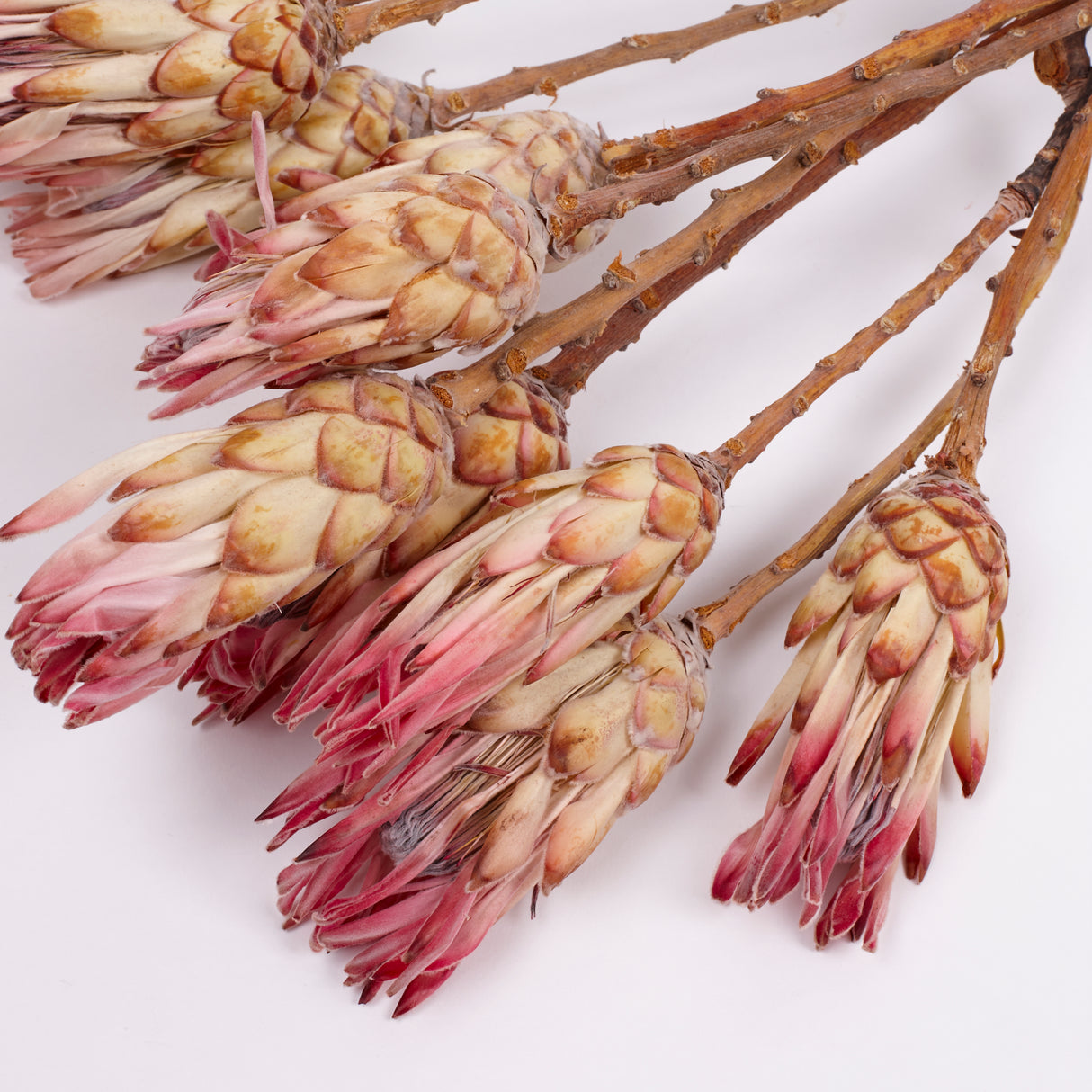 Protea Compacta, Natural Pink, Bunch of 10