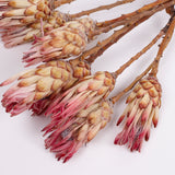 Protea Compacta, Natural Pink, Bunch of 10
