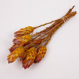 Protea Pendula Repens, Yellow, Bunch of 10