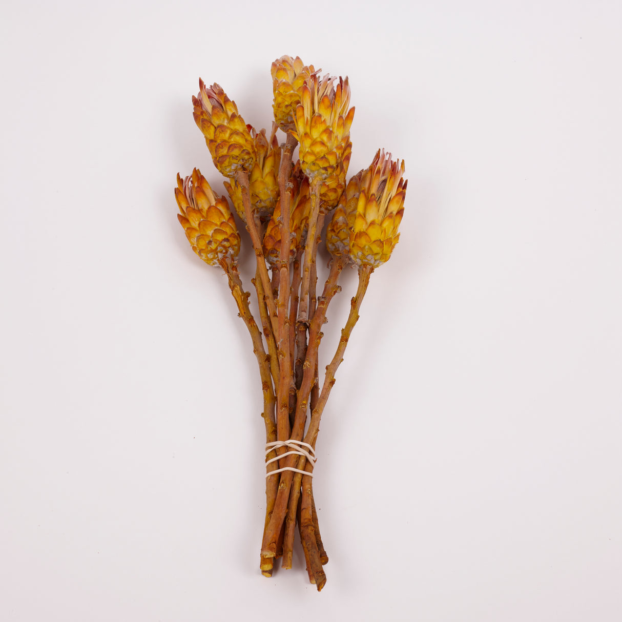 Protea Pendula Repens, Yellow, Bunch of 10