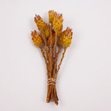 Protea Pendula Repens, Yellow, Bunch of 10