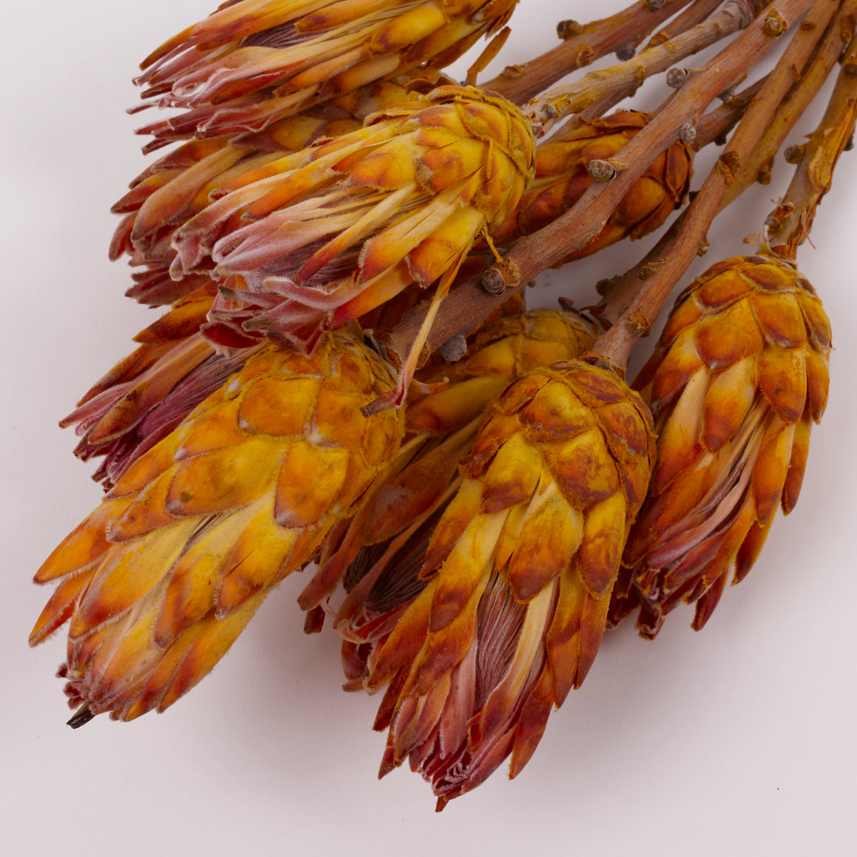 Protea Pendula Repens, Yellow, Bunch of 10