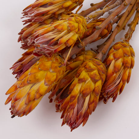 Protea Pendula Repens, Yellow, Bunch of 10