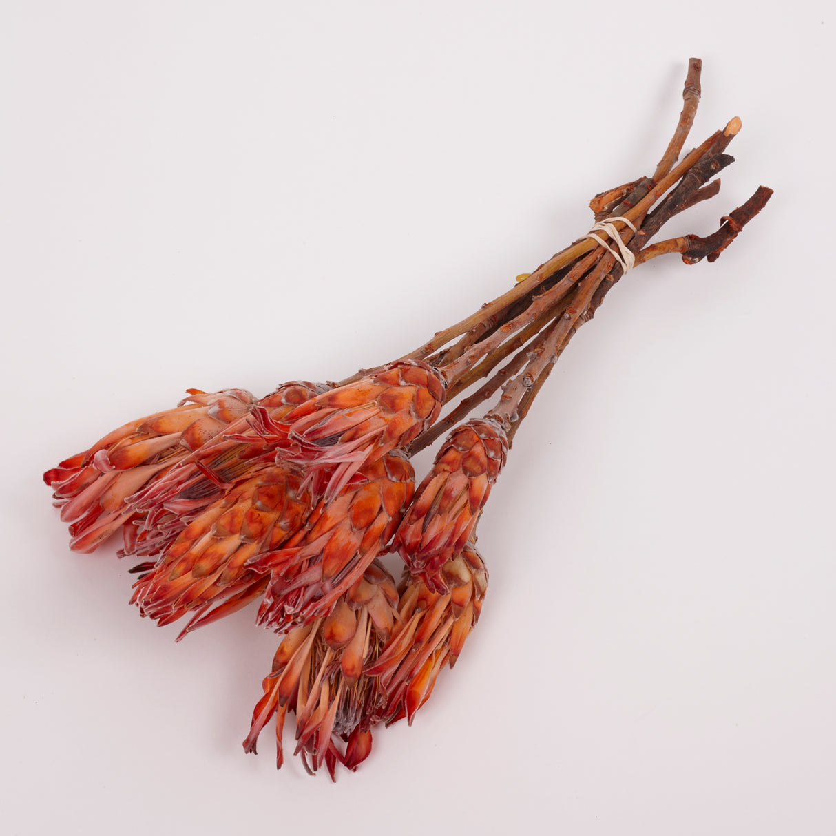 Protea Pendula Repens, Orange, Bunch of 10
