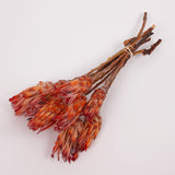 Protea Pendula Repens, Orange, Bunch of 10