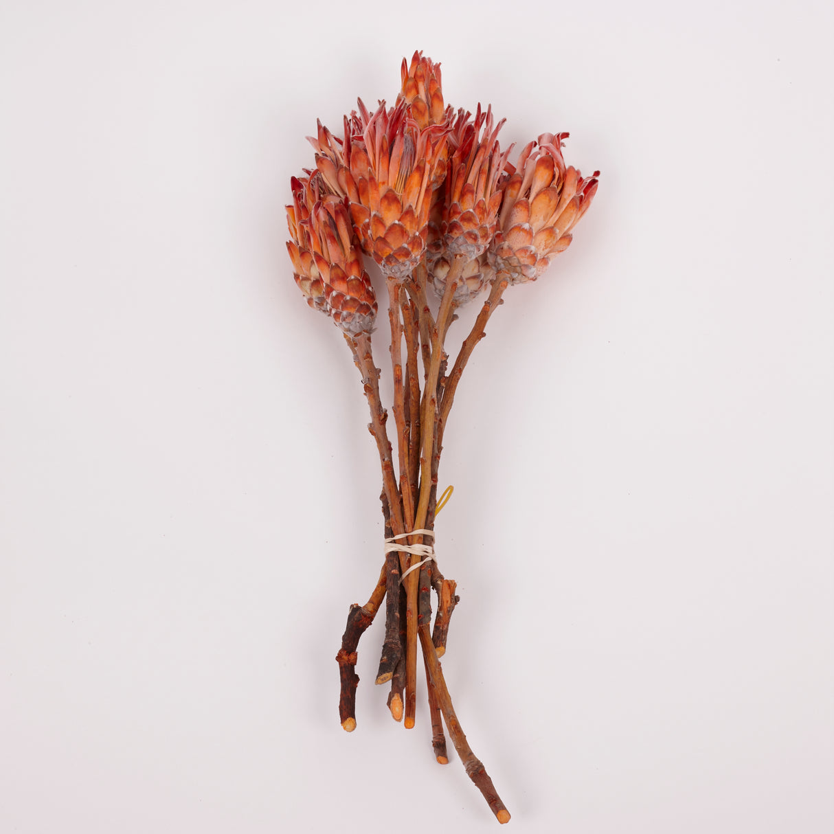 Protea Pendula Repens, Orange, Bunch of 10