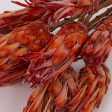 Protea Pendula Repens, Orange, Bunch of 10