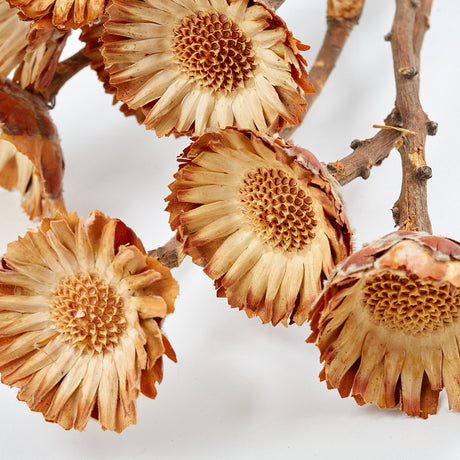 Protea compacta, Rosette, Dried, Natural, bunch x 10
