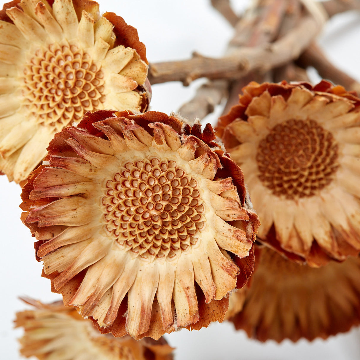 Protea compacta, Rosette, Dried, Natural, bunch x 10