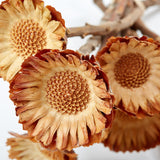 Protea compacta, Rosette, Dried, Natural, bunch x 10