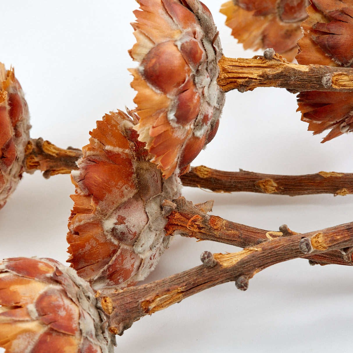 Protea compacta, Rosette, Dried, Natural, bunch x 10
