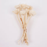 Protea Compacta, Rosette, Dried, Bleached, 10 Stems