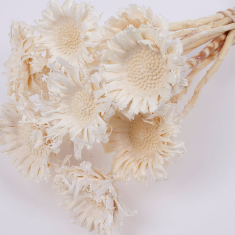 Protea Compacta, Rosette, Dried, Bleached, 10 Stems