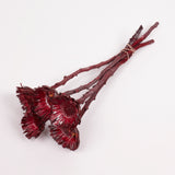 Protea compacta, Rosette, Dried, Metalic Red, bunch x 5