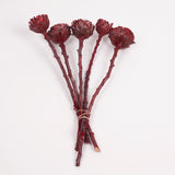 Protea compacta, Rosette, Dried, Metalic Red, bunch x 5