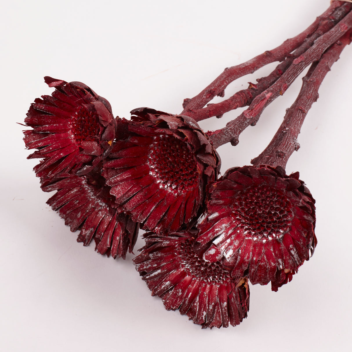 Protea compacta, Rosette, Dried, Metalic Red, bunch x 5