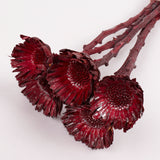 Protea compacta, Rosette, Dried, Metalic Red, bunch x 5