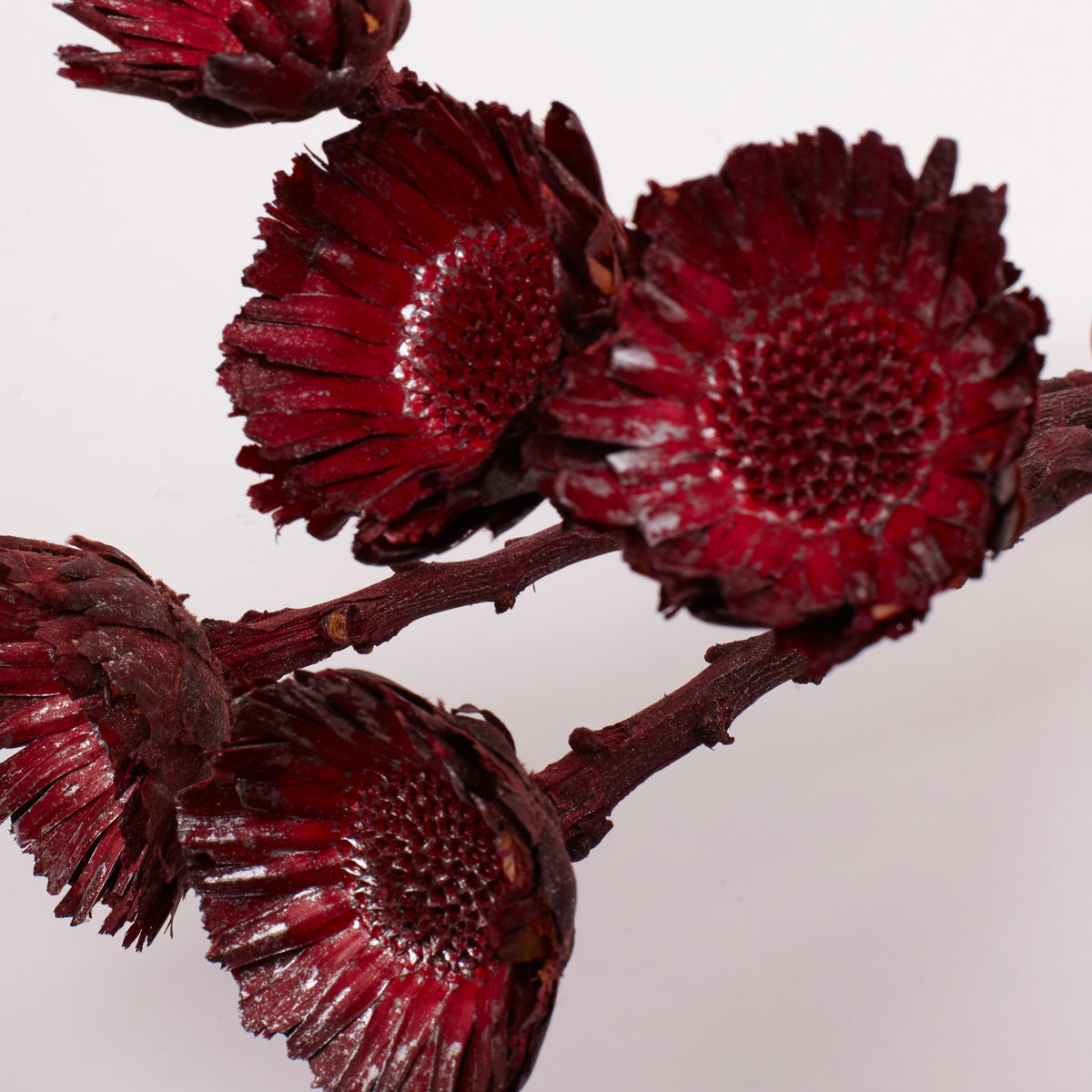 Protea compacta, Rosette, Dried, Metalic Red, bunch x 5