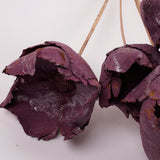 Palm Cup on Stem, Fuchsia with Frost, Bunch x 5
