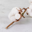 Cotton Branch, 6 heads, per Stem
