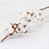 Cotton Branch, 6 heads, per Stem