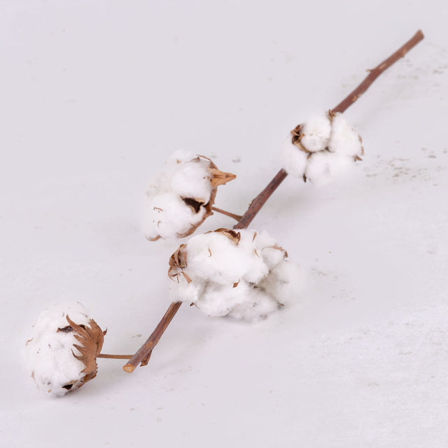 Cotton Branch, 5 heads, per Stem