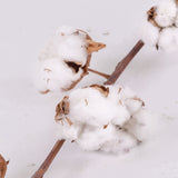 Cotton Branch, 5 heads, per Stem