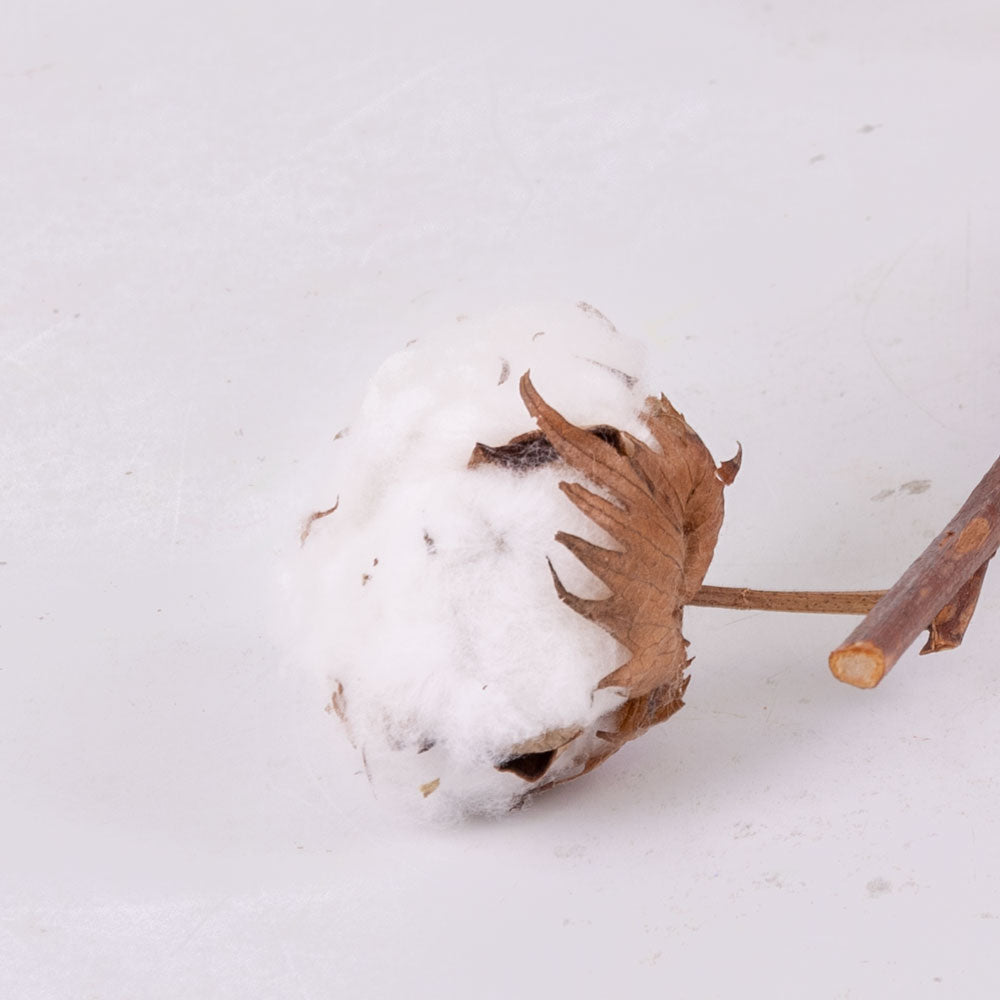 Cotton Branch, 5 heads, per Stem