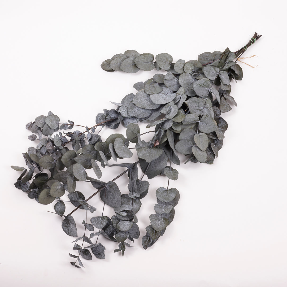 Eucalyptus Cinerea, Preserved, Green, 150g