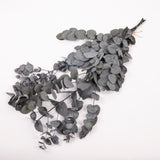 Eucalyptus Cinerea, Preserved, Green, 150g