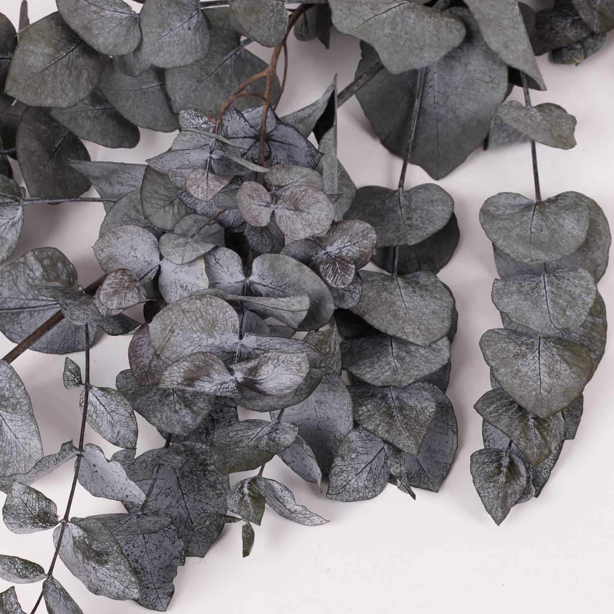 Eucalyptus Cinerea, Preserved, Green, 150g