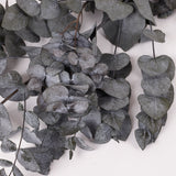Eucalyptus Cinerea, Preserved, Green, 150g