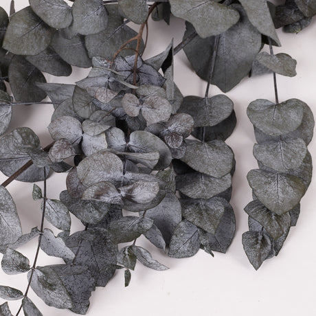 Eucalyptus Cinerea, Preserved, Green, 150g