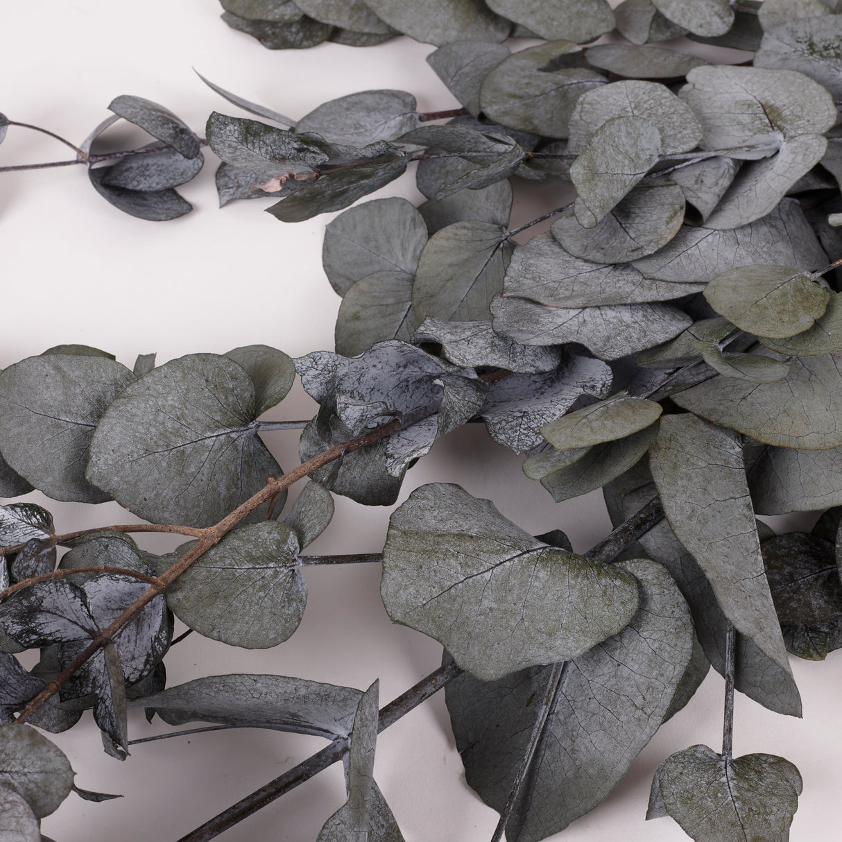 Eucalyptus Cinerea, Preserved, Green, 150g