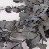 Eucalyptus Cinerea, Preserved, Green, 150g