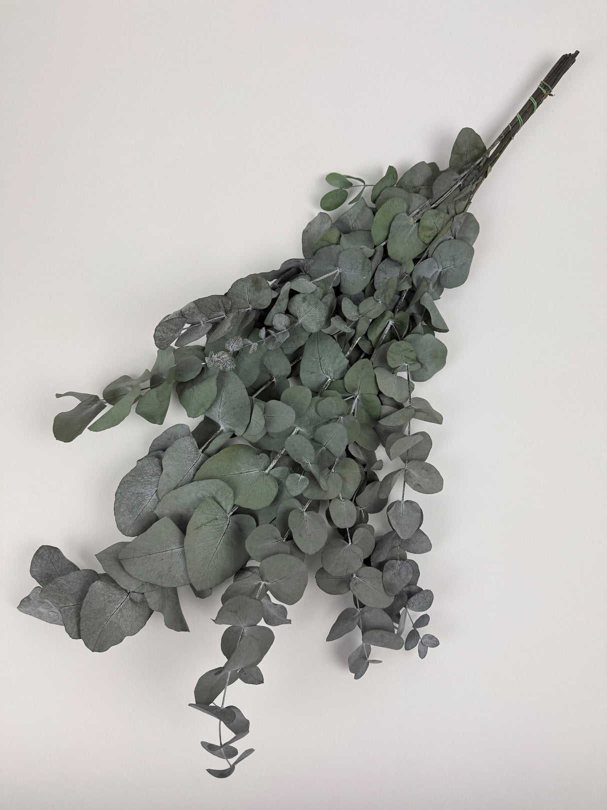 Eucalyptus Cinerea, Preserved, Green, 150g