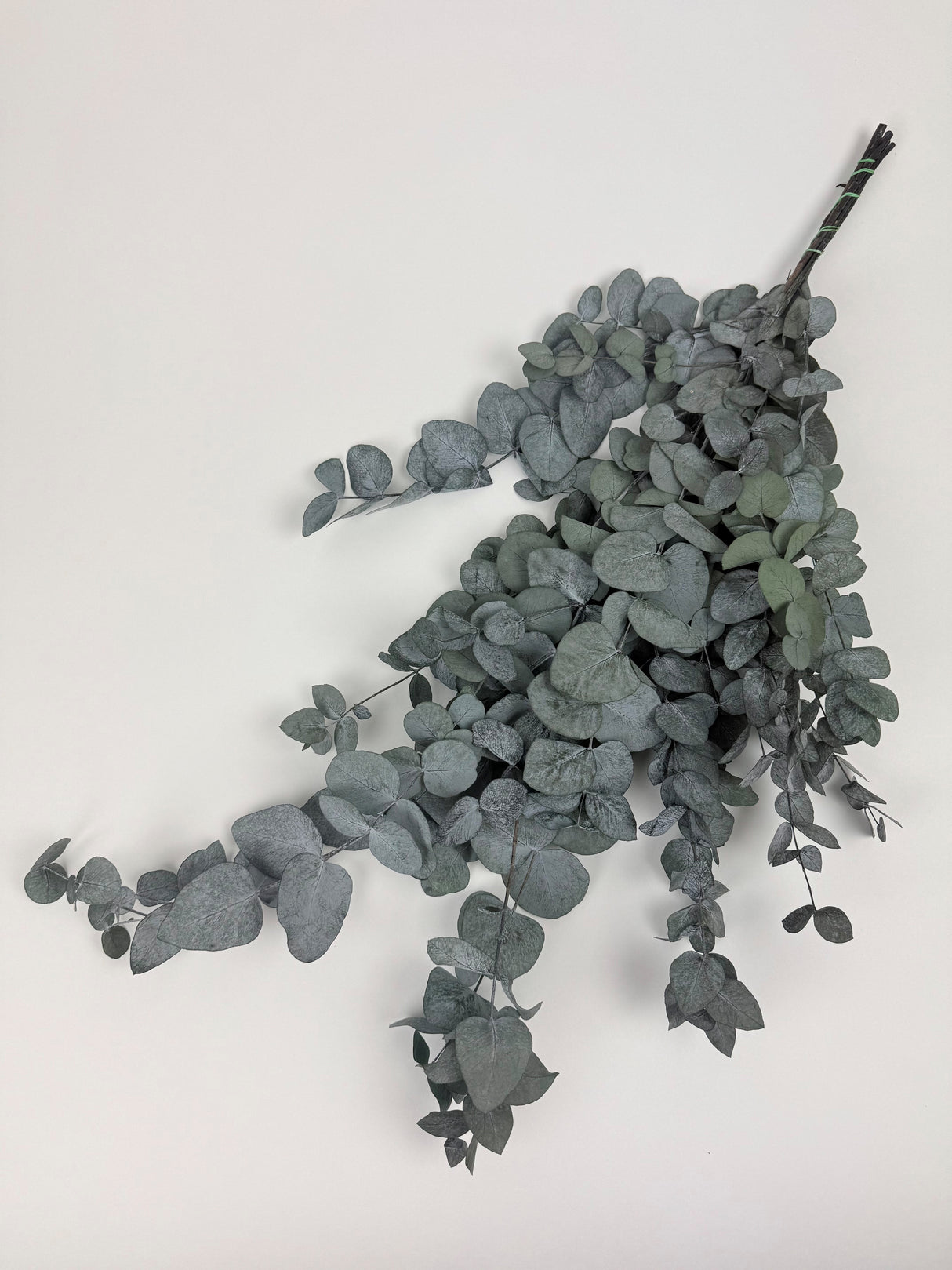 Eucalyptus Cinerea, Preserved, Green, 150g