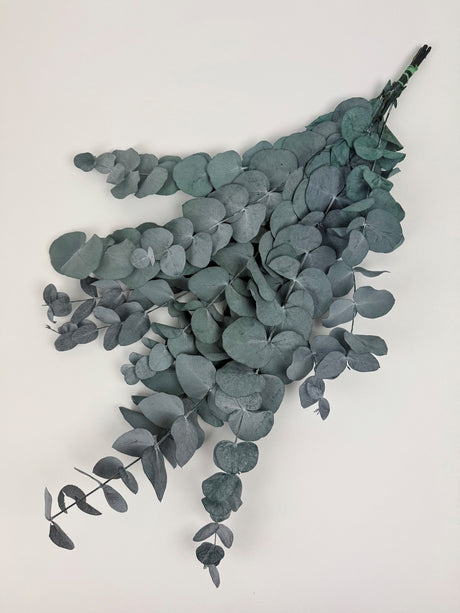 Italian Eucalyptus Cinerea preserved in green/blue shade sold by the bunch