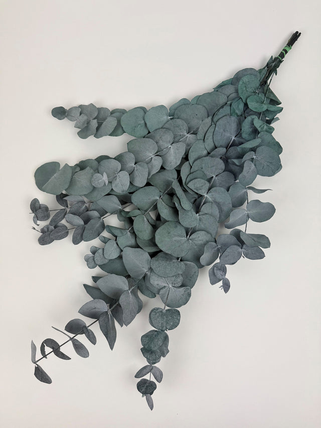 Italian Eucalyptus Cinerea preserved in green/blue shade sold by the bunch