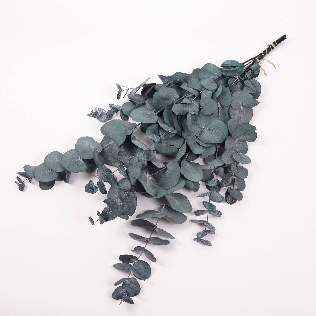 Eucalyptus Cinerea, Preserved, Green/Blue, 150g