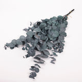 Eucalyptus Cinerea, Preserved, Green/Blue, 150g