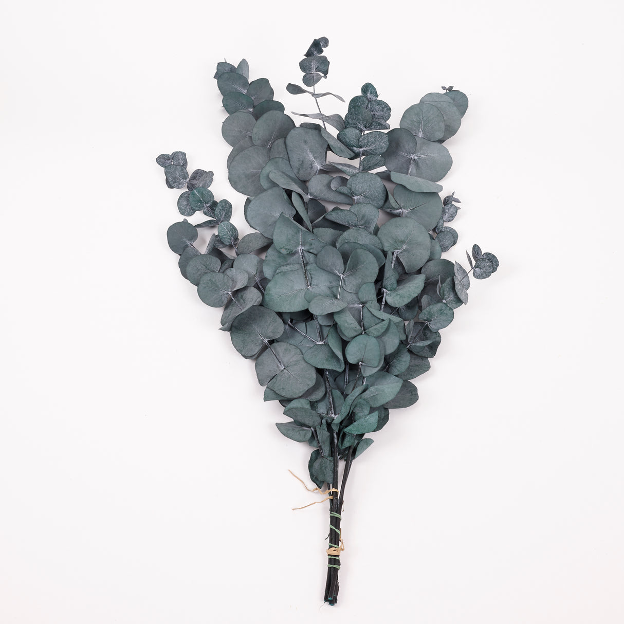 Eucalyptus Cinerea, Preserved, Green/Blue, 150g