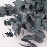 Eucalyptus Cinerea, Preserved, Green/Blue, 150g