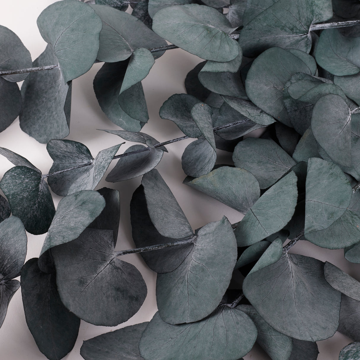 Eucalyptus Cinerea, Preserved, Green/Blue, 150g