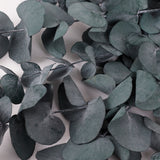Eucalyptus Cinerea, Preserved, Green/Blue, 150g
