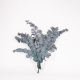 Eucalyptus Cinerea, Preserved, Green/Blue, 150g
