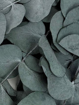 Eucalyptus Cinerea, Preserved, Green/Blue, 150g